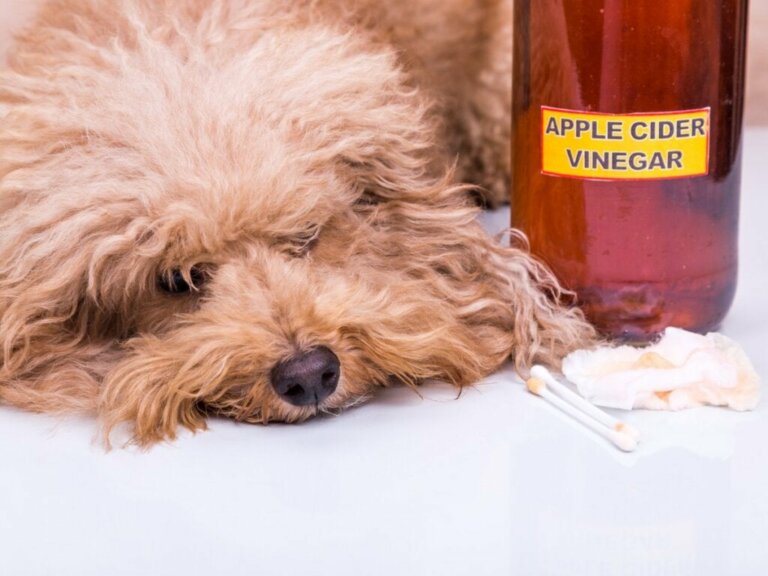 Omenaviinietikkaa koirille: Käyttötarkoitukset ja hyödyt