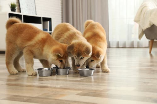 Terveellinen ja tasapainoinen ruokavalio on koiranpennun hyvinvoinnin kulmakivi