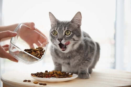 Sairaan kissan ruokinta