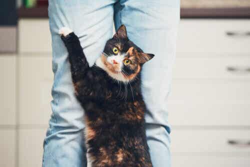 9 kissan tapaa, jotka ihmetyttävät ihmisiä