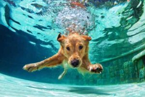 4 tapaa, joilla uiminen hyödyttää koiraa