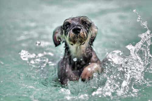 4 tapaa, joilla uiminen hyödyttää koiraa