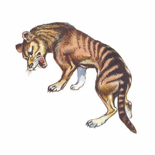 Millainen eläin oli sukupuuttoon kuollut tasmaniantiikeri?
