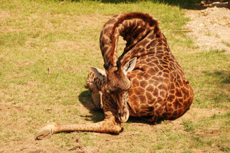 Tiesitkö, että kirahvi nukkuu vain muutamia tunteja vuorokaudessa?