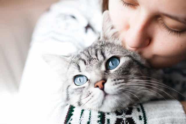 4 mielenkiintoista faktaa kissojen sosiaalisesta vuorovaikutuksesta