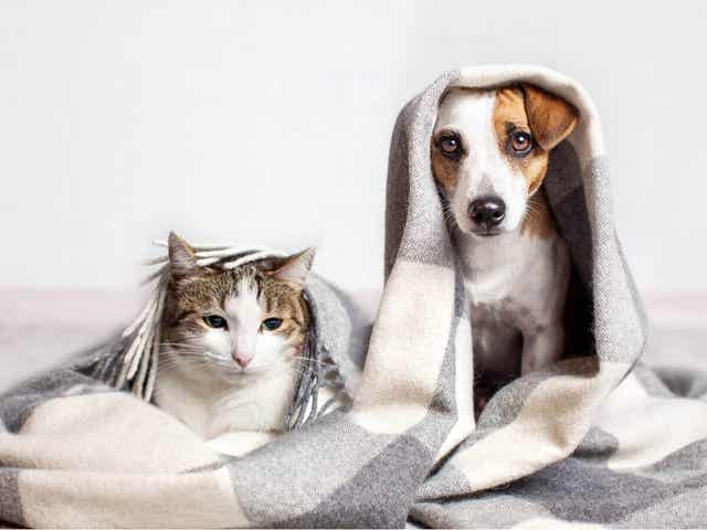 Parvovirus voi aiheuttaa kissoille kissaruttoa ja koirille parvovirusripulia