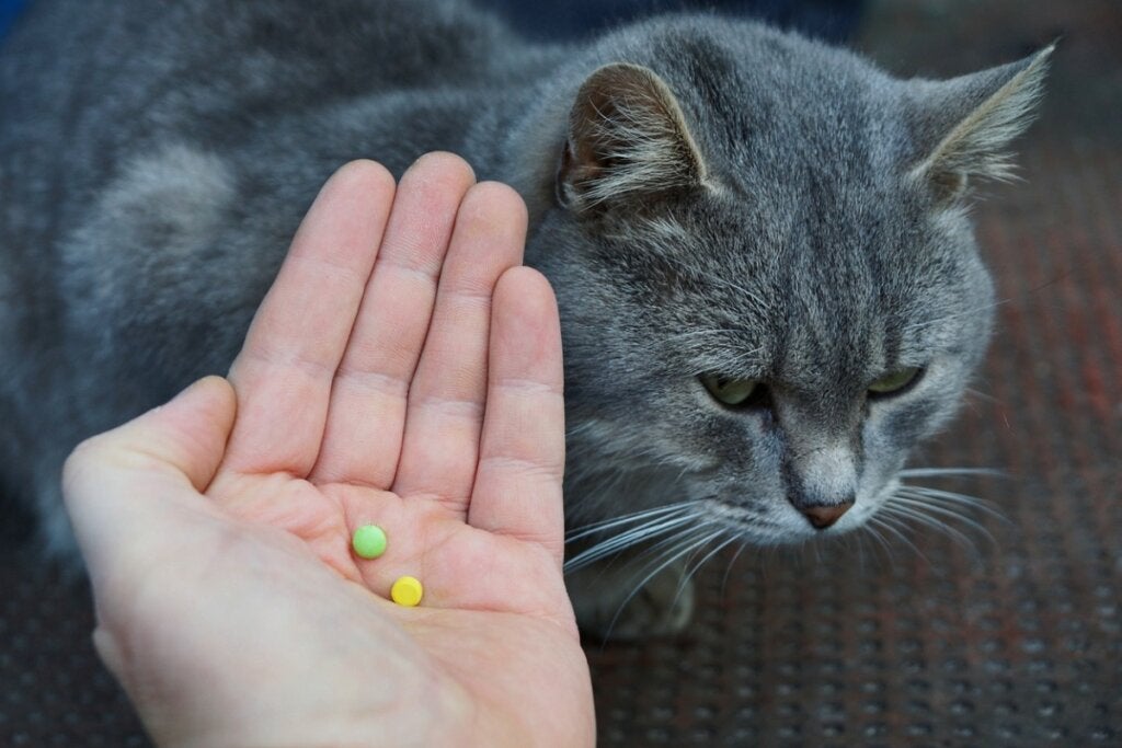 Febanteeli kissoille: annostus ja sivuvaikutukset