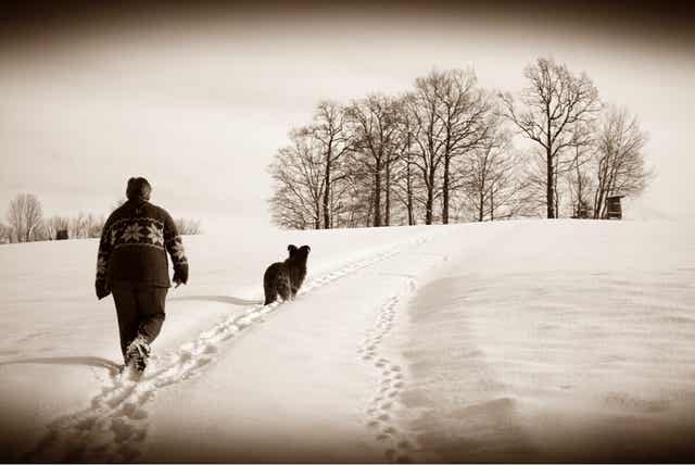 5 syytä käydä koiran kanssa kävelyllä päivittäin