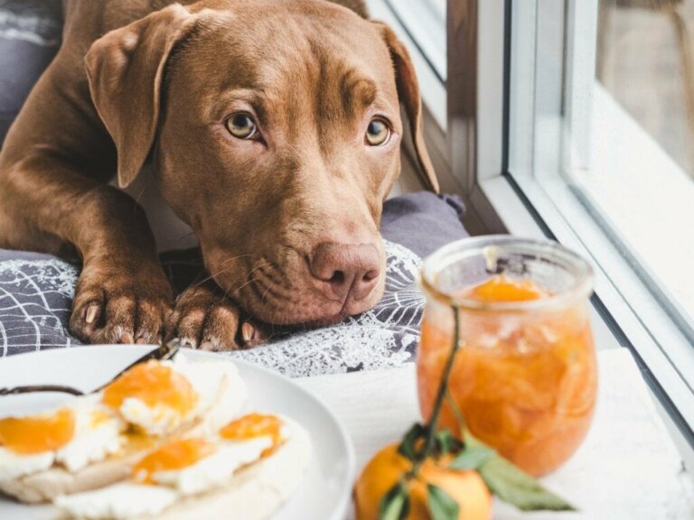 Voivatko koirat syödä appelsiineja ja mandariineja?