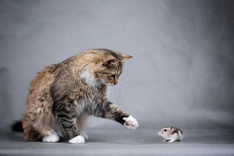 Voivatko kissat ja hamsterit elää yhdessä?