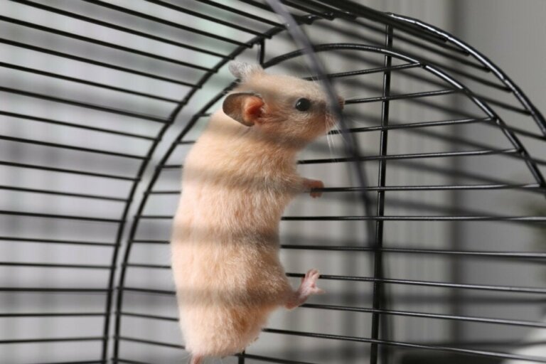 Miksi hamsteri kiipeilee häkissään?