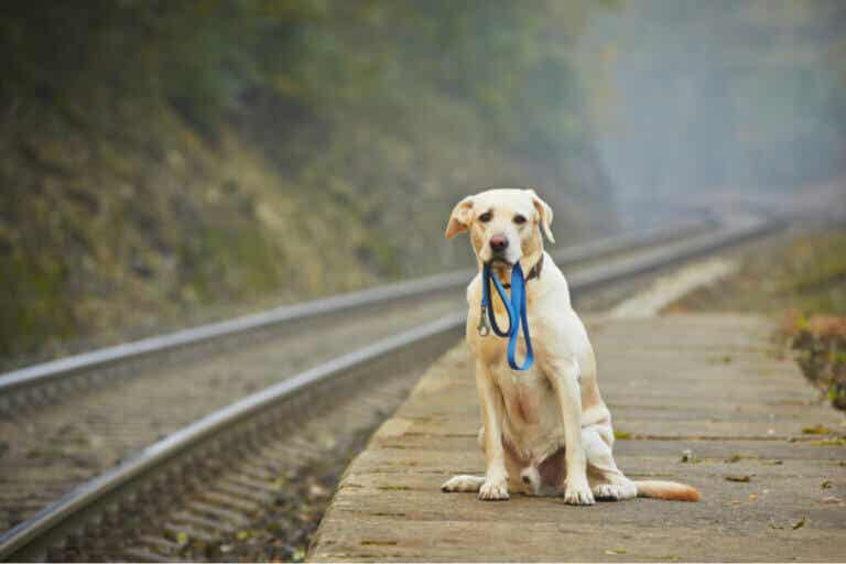 Kadonnut koira käveli 80 kilometriä palatakseen kotiin