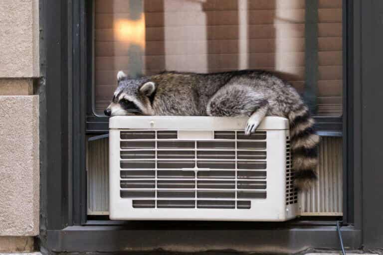 Lämmönsäätely eläimillä