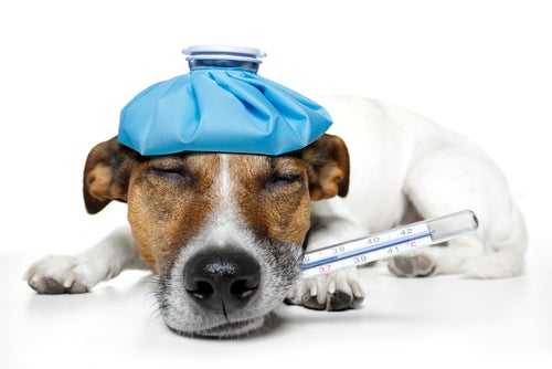 Sisäinen verenvuoto koirilla: syyt ja oireet