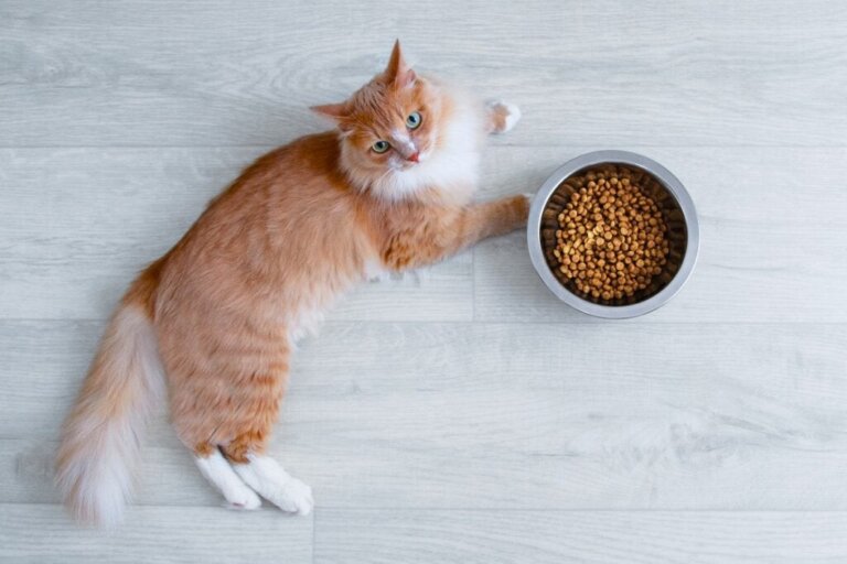 Mitä tehdä, jos kissa ei halua syödä?