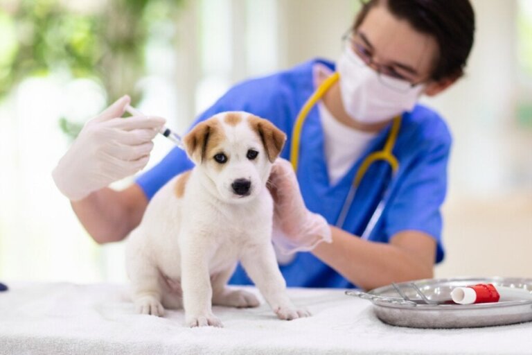 Kuinka kauan koiran parvovirusinfektio kestää?