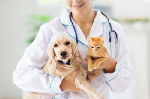 Miten ehkäistä lemmikkieläinten sairauksia?