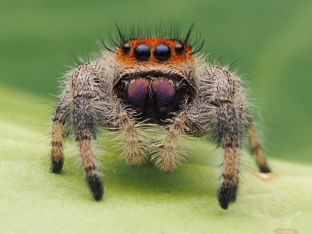 Hyppyhämähäkit: ominaisuudet, elinympäristö, ruokavalio ja lisääntyminen