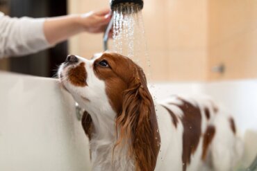Koiran hygienia: säännöllinen hoito ja koiran terveys
