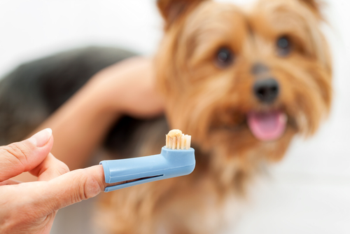 Brosser les dents de son chien : pourquoi et comment