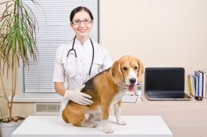 chien sauvé de l'euthanasie