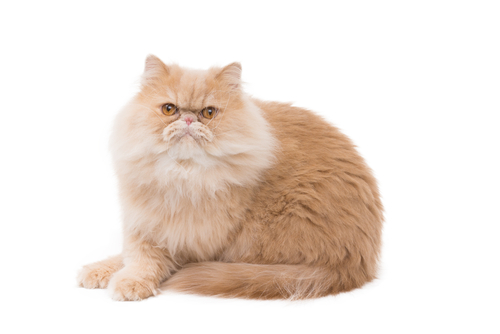 Un chat persan rouge qui semble poser