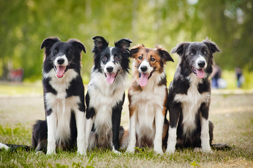 10 races de chien intelligentes