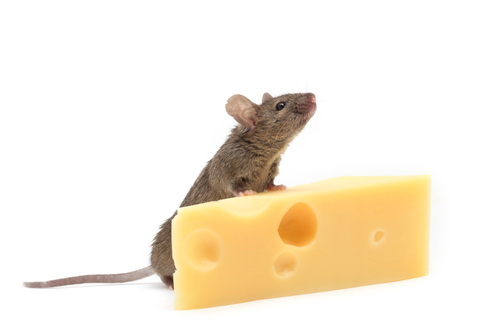 Une souris sur un morceau de fromage