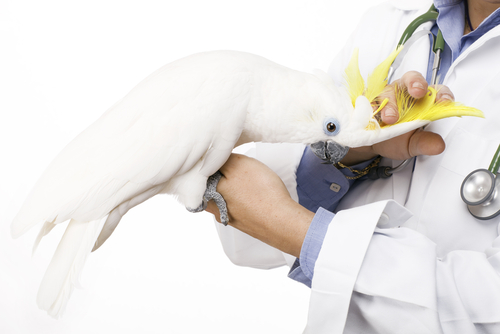un perroquet dans les bras d'un vétérinaire