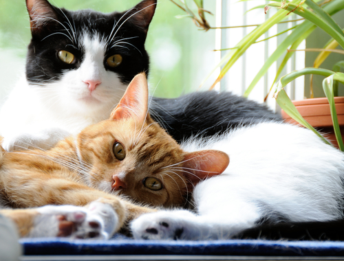deux chats : un noir et blanc et un roux se câlinent