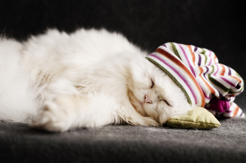 Chaton persan blanc qui dort avec un bonnet bariolé sur la tête