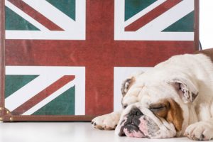 Le bulldog anglais, un chien au caractère très attachant