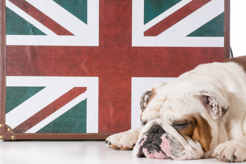 Le bulldog anglais, un chien au caractère très attachant