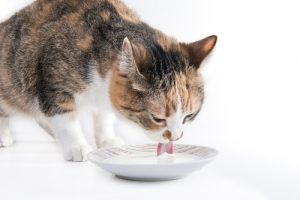 Un chat devrait-il boire du lait ?