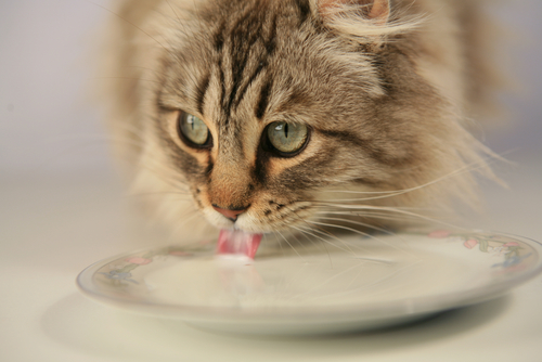 Un chat boit du lait dans une soucoupe