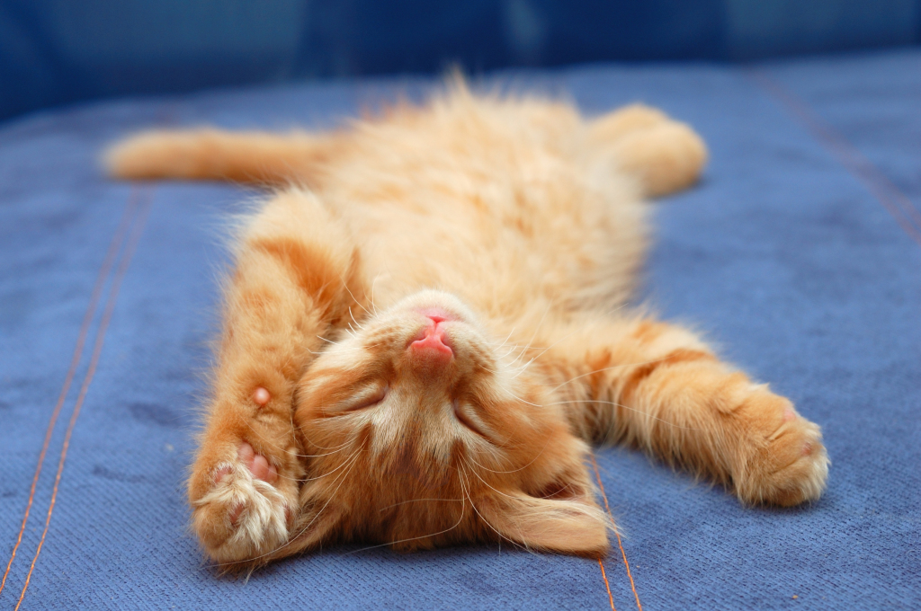 un jeune chat roux dort sur le dos