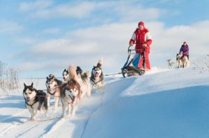 une chienne a été retrouvée congelée par des alpinistes