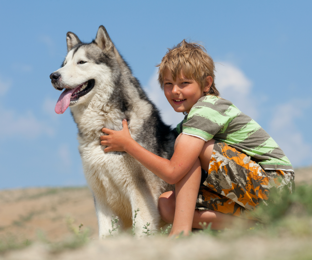 Un petit garçon et un chien husky