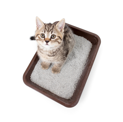 un chat dans un bac à litière
