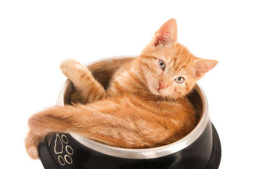 un chat roux est installé dans une gamelle