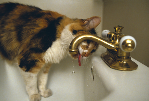 un chat boit de l'eau qui goutte au robinet
