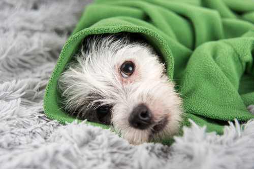 un petit chien enroulé dans une couverture verte