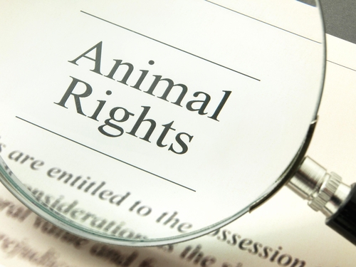 Connaissez-vous la Déclaration Universelle des Droits des Animaux ?