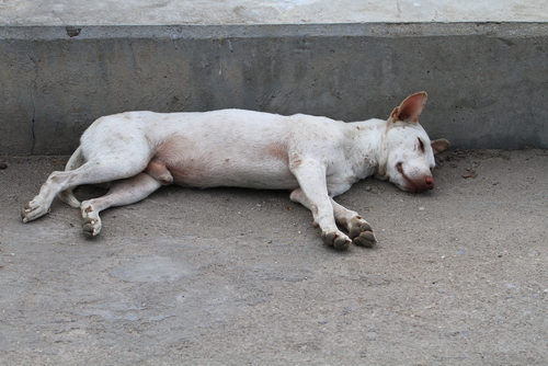un chien blanc est allongé sur le côté, inconscient