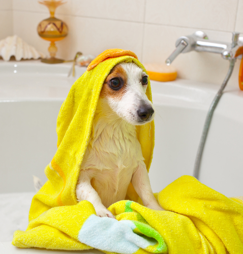 un chien sorti du bain