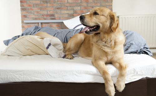 Un chien est installé confortablement sur un lit
