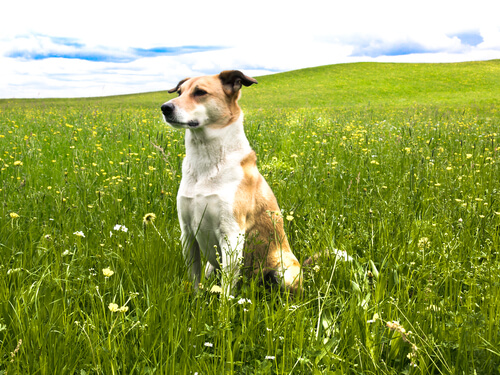 Les 6 bases de la psychologie canine: comprenez votre chien et contrôlez ses mauvaises habitudes