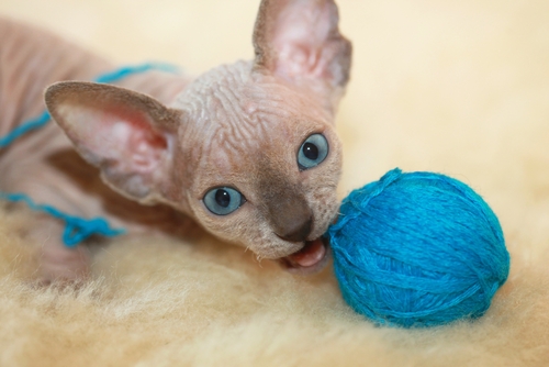 un chaton nu joue avec un pelote de laine