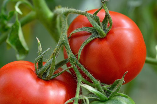 Pourquoi les tomates sont-elles toxiques pour les chiens ?