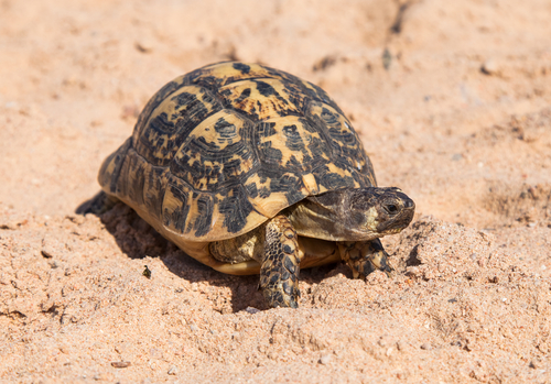 Une tortue Hermann dans du sable